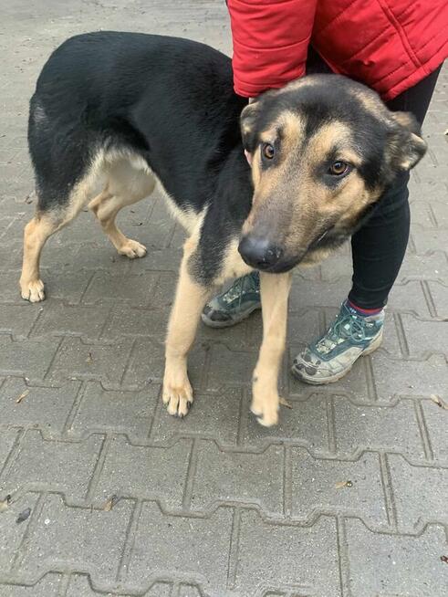 Grudzień - młody psiak o wielkim sercu