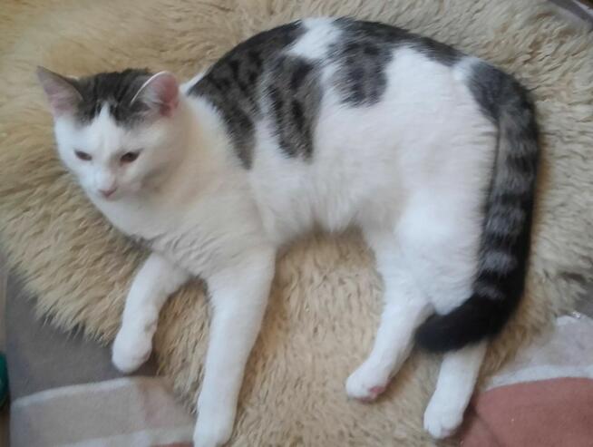 Chłopaki do kochania 6 mies. po serwisie wet.