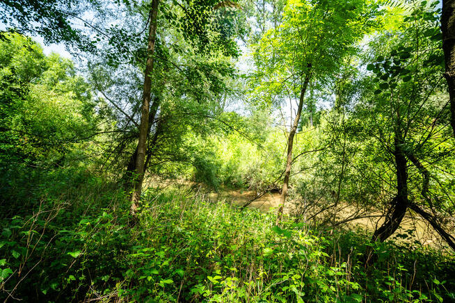 Dom, siedlisko, duża działka