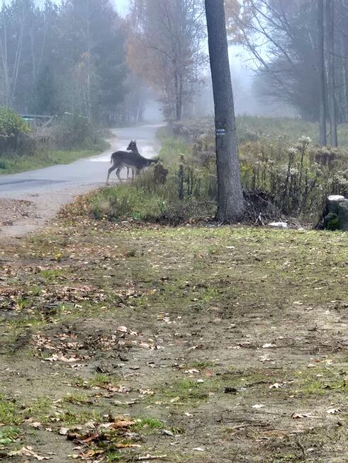 Dom w malowniczej okolicy Cegłowa