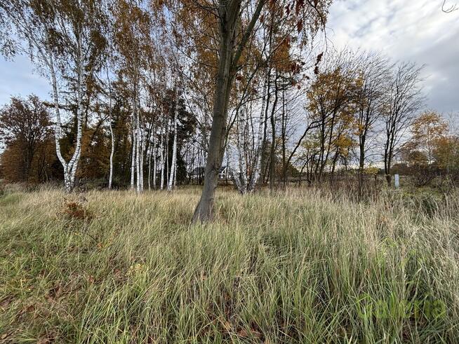 Zalesiona działka w Niedźwiedziu