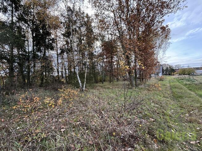 Zalesiona działka w Niedźwiedziu