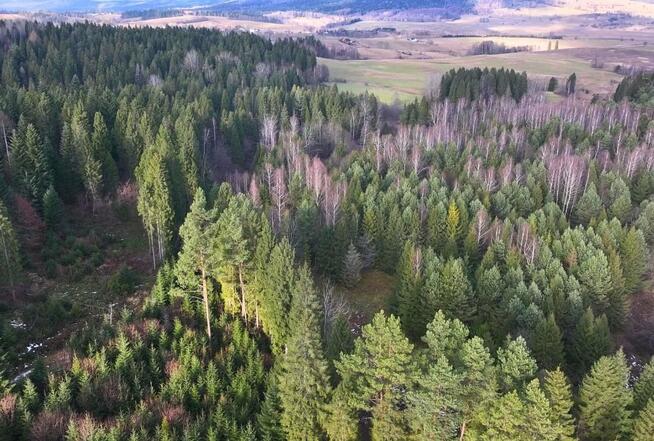 Działka rolna Czarna Lipie