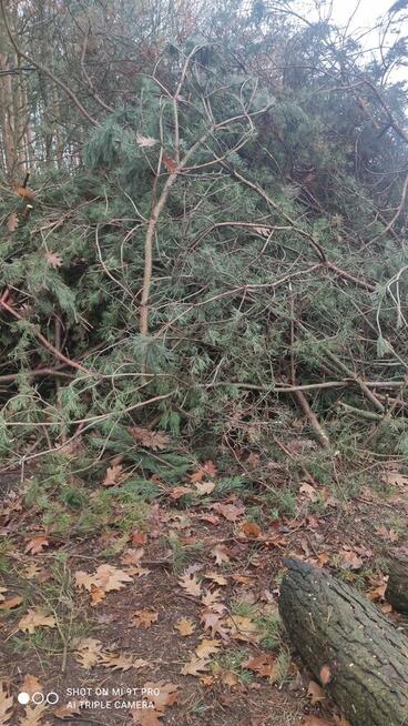 Oddam pozostałości po wycince sosny