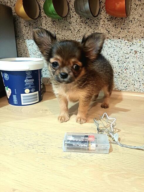 Przepiękna Maleńka Długowłosa Chihuahua