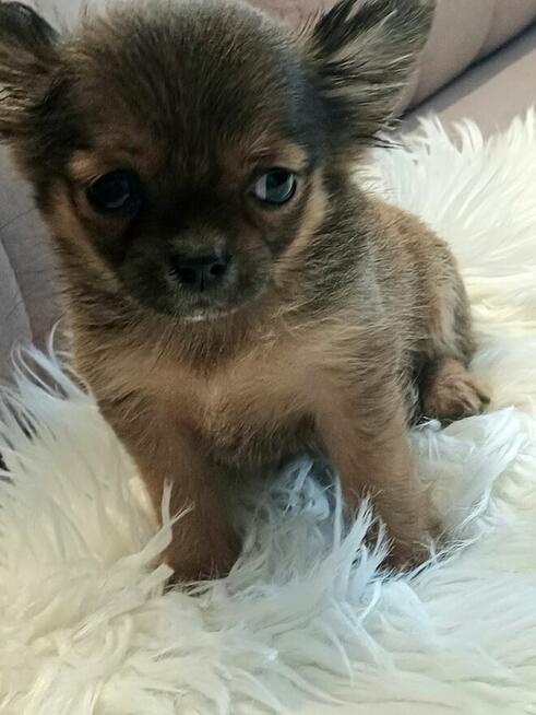 Przepiękna Maleńka Długowłosa Chihuahua