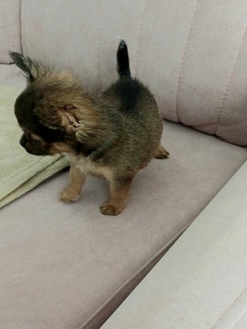 Przepiękna Maleńka Długowłosa Chihuahua