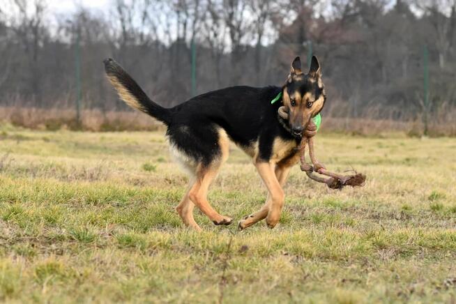 Grudzień - młody psiak o wielkim sercu