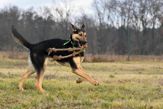 Grudzień - młody psiak o wielkim sercu