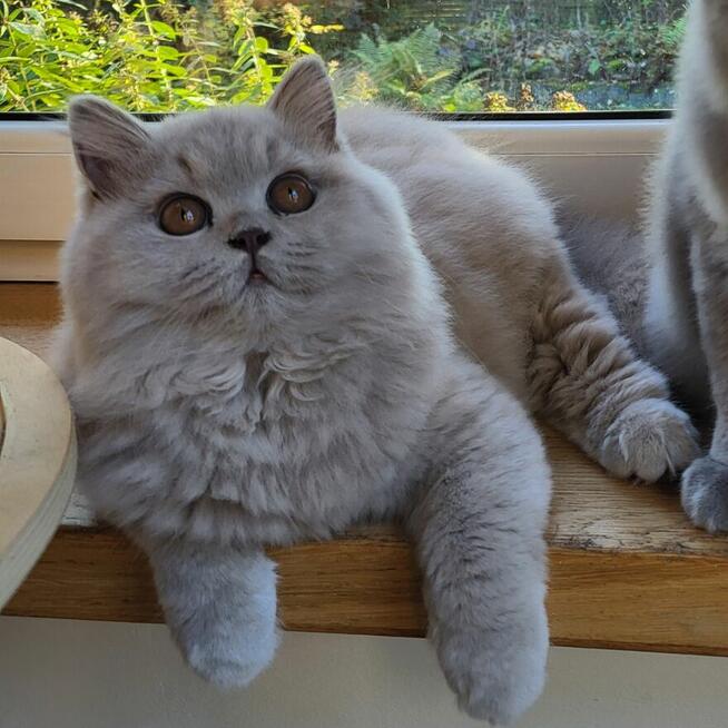 Kocięta z rodowodem FPL