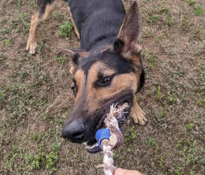 Grudzień - młody psiak o wielkim sercu