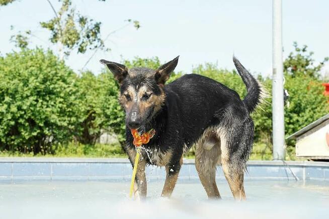 Grudzień - młody psiak o wielkim sercu