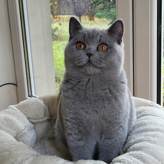 Kocięta z rodowodem FPL