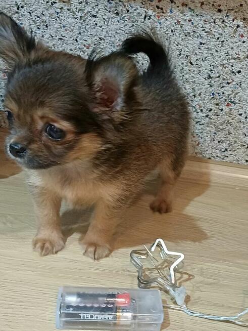 Przepiękna Maleńka Długowłosa Chihuahua