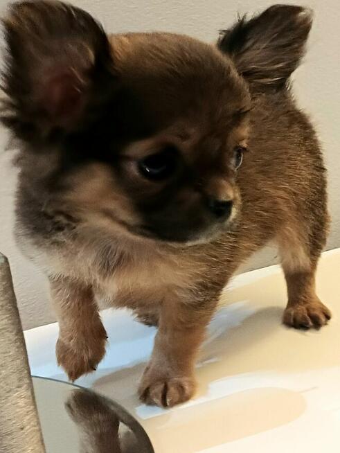 Przepiękna Maleńka Długowłosa Chihuahua