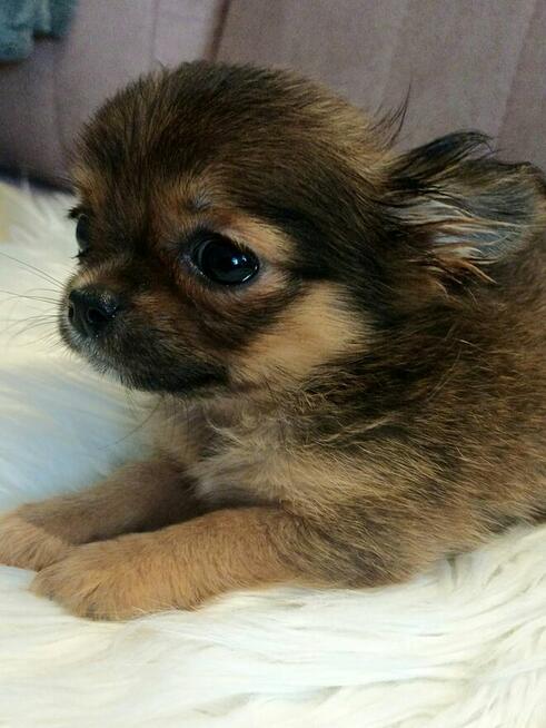 Przepiękna Maleńka Długowłosa Chihuahua