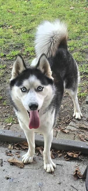 szukam domu dla Dejzi