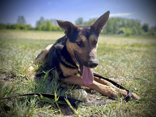 Grudzień - młody psiak o wielkim sercu