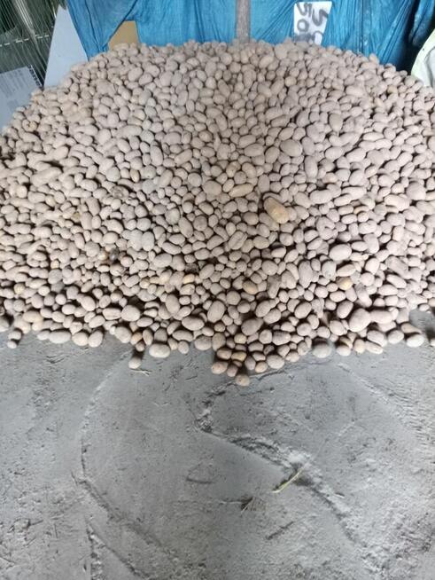 Sprzedam ziemniaki irga, catania z własnej uprawy