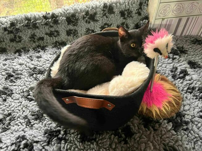 Monter mały czarodziej zabawy i promieni słońca szuka domu