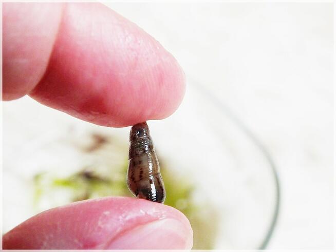 Ślimaki Świderki pożyteczne w akwarium Nie niszczą roślin