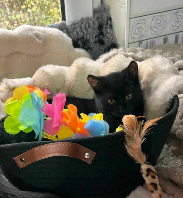 Monter mały czarodziej zabawy i promieni słońca szuka domu