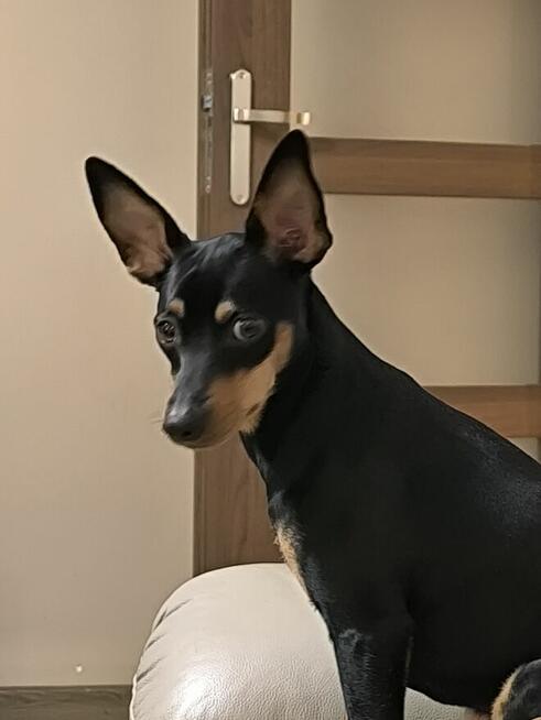 Krycie, reproduktor - Pinczer minatura