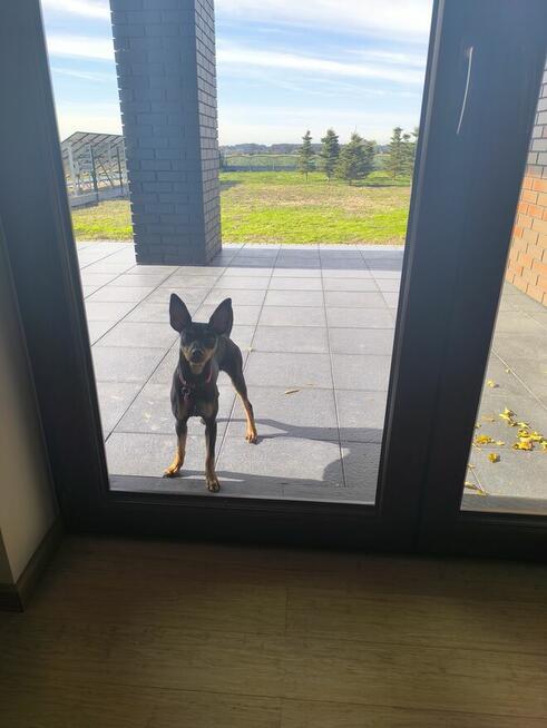 Krycie, reproduktor - Pinczer minatura