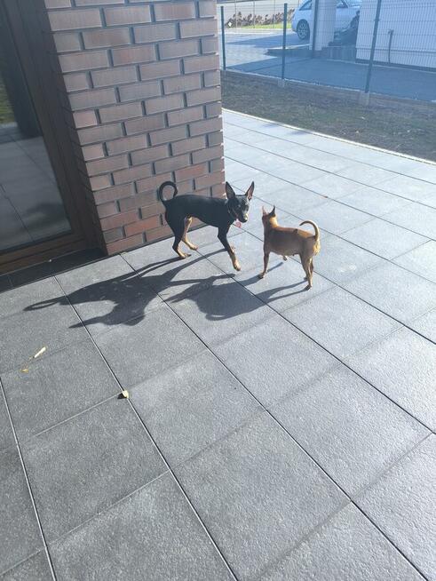 Krycie, reproduktor - Pinczer minatura