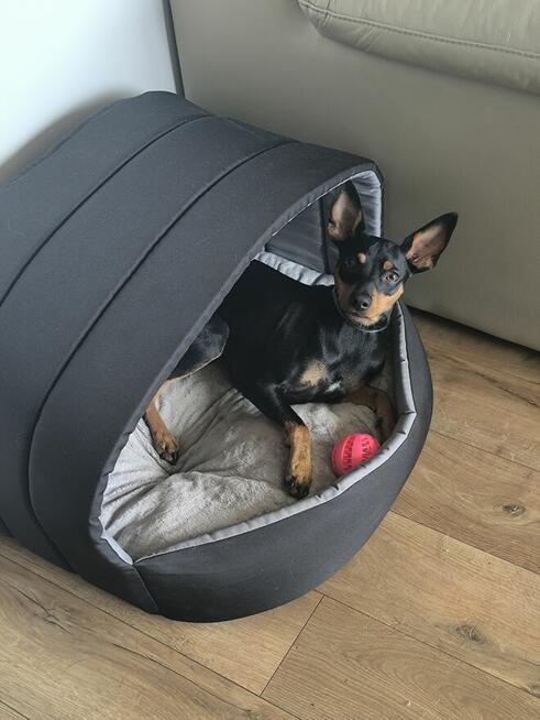 Krycie, reproduktor - Pinczer minatura