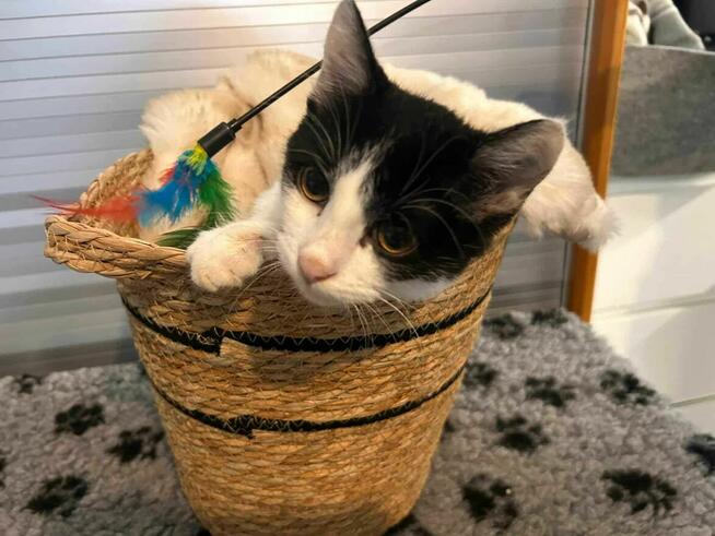 Neonek szuka swojego człowieka