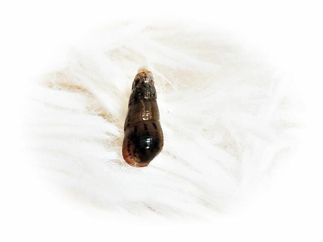 Ślimaki Świderki pożyteczne w akwarium Nie niszczą roślin