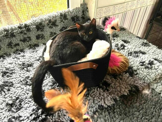 Monter mały czarodziej zabawy i promieni słońca szuka domu