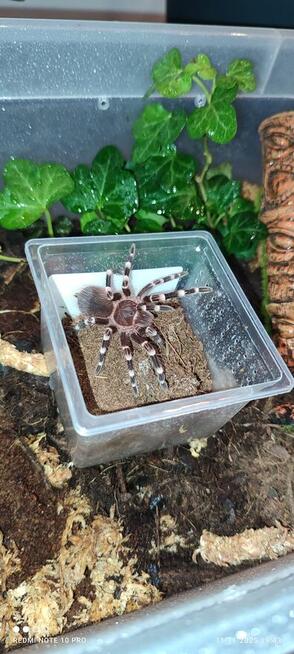 Mam do zaoferowania różne rodzaje pająków