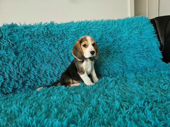 BEAGLE-szczeniaczki po champ., ZKwP/ FCI