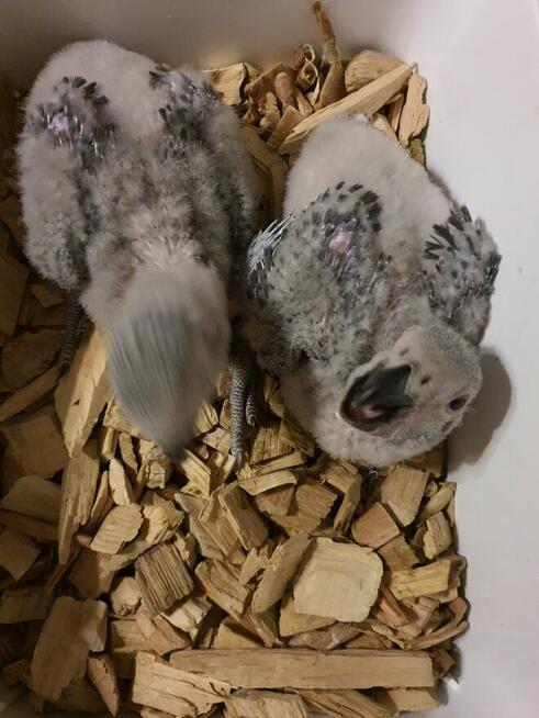 Żako Psittacus erithacus