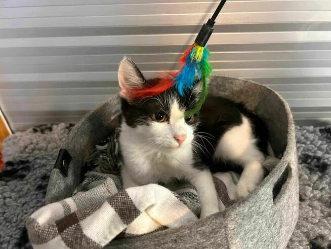 Neonek szuka swojego człowieka