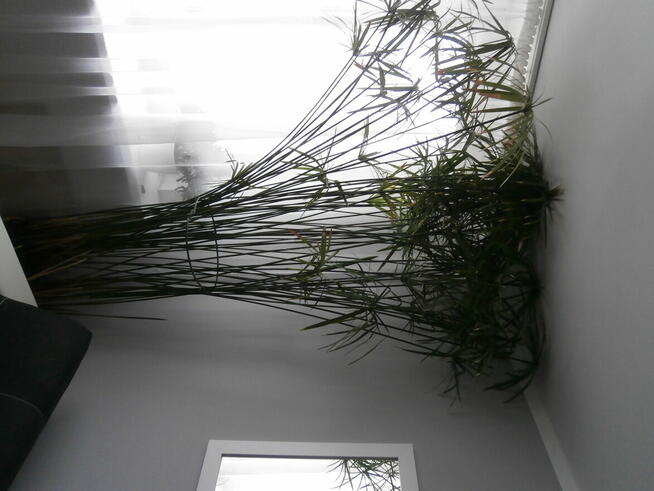 bardzo duży papirus cibora roślina tropikalna