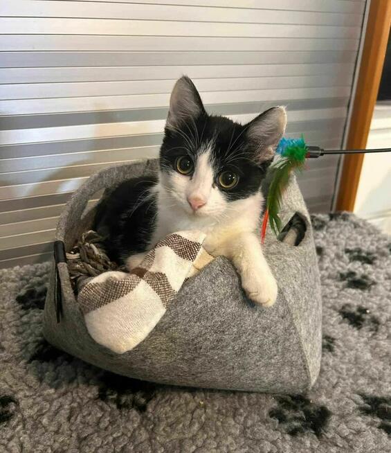 Neonek szuka swojego człowieka