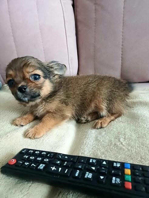 Przepiękna Maleńka Długowłosa Chihuahua