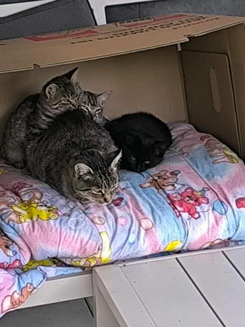 Oddam koty w dobre ręce