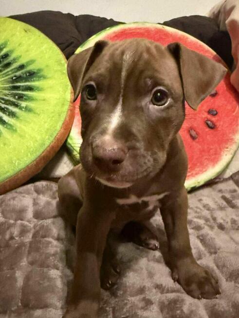 Pitbull Red Nose