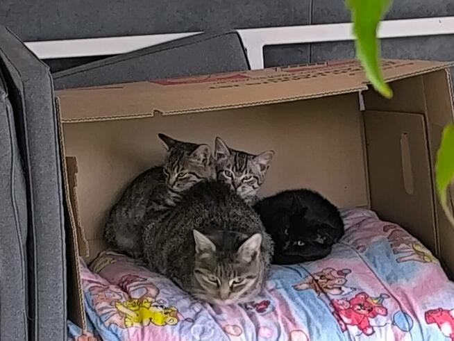 Oddam koty w dobre ręce
