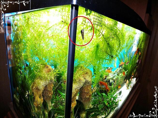 Ślimaki Świderki pożyteczne w akwarium Nie niszczą roślin