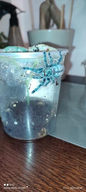 Mam do zaoferowania różne rodzaje pająków