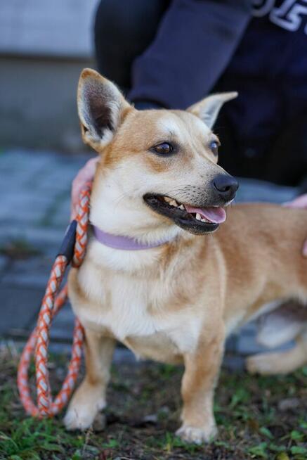 Radosny, młody Figo, pokochaj!