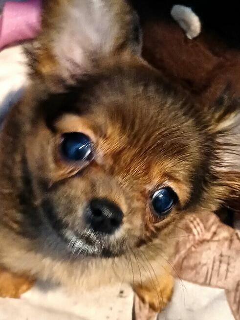 Przepiękna Maleńka Długowłosa Chihuahua