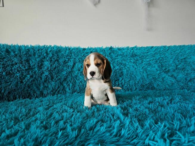 BEAGLE-szczeniaczki po champ., ZKwP/ FCI