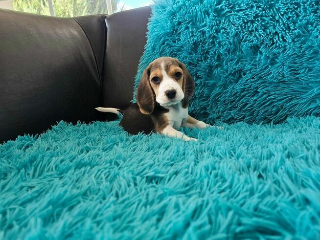 BEAGLE-szczeniaczki po champ., ZKwP/ FCI