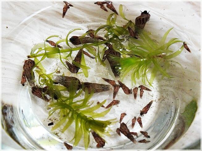 Ślimaki Świderki pożyteczne w akwarium Nie niszczą roślin